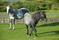 My two favourite Dartmoor ponies