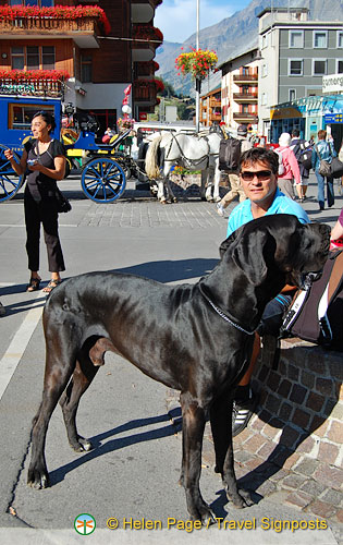 This dog is huge