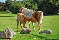 Wow, look at the mane and tail of mother Dartmoor pony