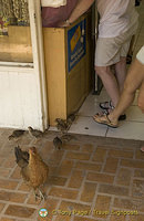 Waiting outside the shop for some scraps!
Moorea, Tahiti
