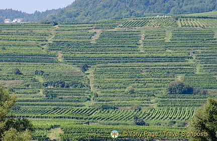 The Wachau Valley's famous vineyards