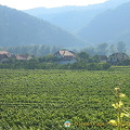 An electric train took us around the vineyard into Dürnstein 