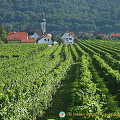 Grüner Veltliner is the most prominent white variety followed by Gemischter Satz 