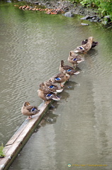 Ducks having a break