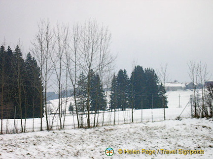 Winter trees