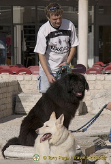 Zadar - Croatia - Man and his best friends