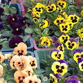 Flowers for sale in Dolac market