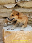 Alas! Could this be Anubis?
[Step Pyramid of Djoser - Saqqara - Egypt]