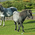 My two favourite Dartmoor ponies