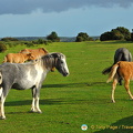 Dartmoor ponies
