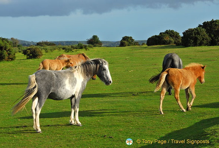 Dartmoor ponies