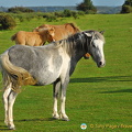 Dartmoor ponies