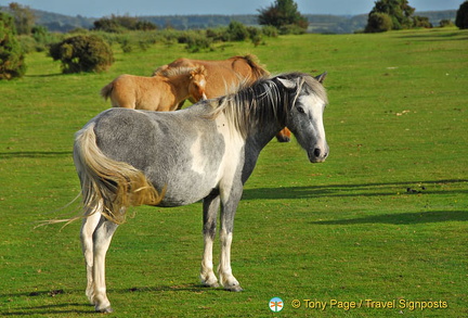 Dartmoor ponies