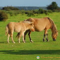 Dartmoor ponies