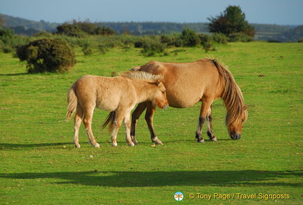 Dartmoor ponies