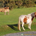 Dartmoor ponies