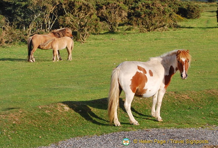 Dartmoor ponies