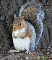 A beautiful squirrel shot