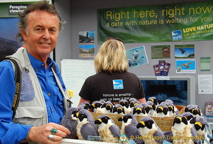 Helping to save the Tate's peregrines