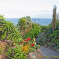The very colourful Minack Gardens