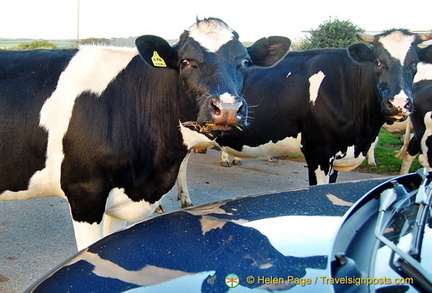 But, luckily the cows at Mousehole are friendly