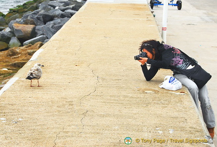 Taking a close-up of this seagull on Haldon Pier