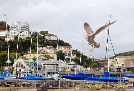 Torquay marina