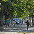 Beautiful tree-lined walkway