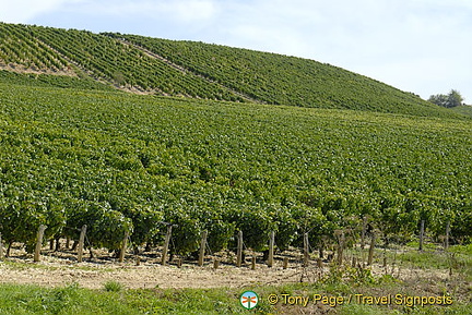 Chablis - France