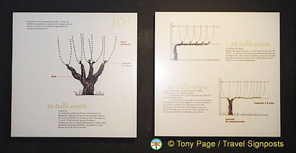 Wine-tasting, Chateauneuf du Pape, Provence, France