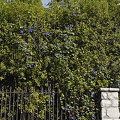 St.-Paul de Vence