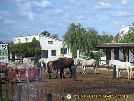 Stes Maries-de-la-Mer, Camargue, France