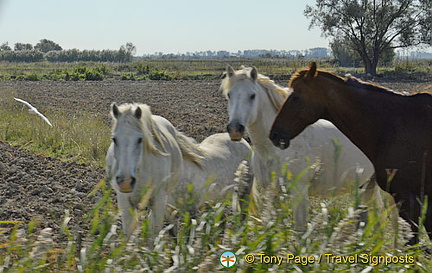 The Camargue - Provence, France