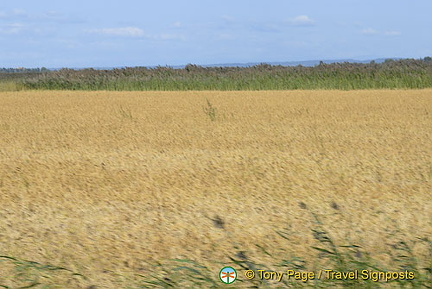 The Camargue - Provence, France