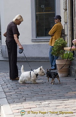 Dogspeak - You lookin' at me?