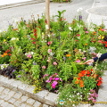 Summer blooms in Deggendorf