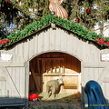 This sheep wouldn't come out for a photo (1524 посещения) Leipzig Christmas market on Marktplatz This sheep wouldn't come out for a photo