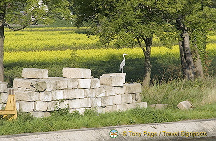 Spotting birdlife along the Main River