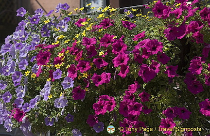 Colorful petunias provide added beauty to the town