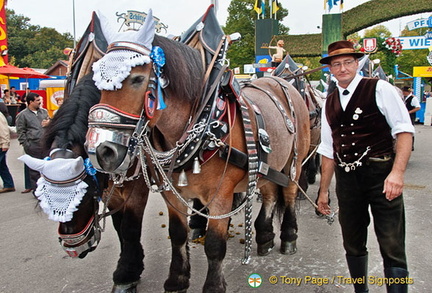 Beautiful horses