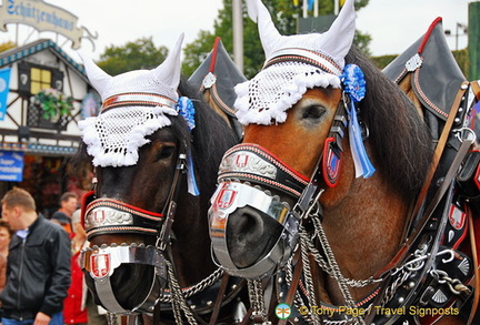 More adorable horses