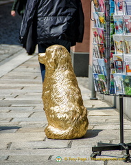 A golden dog