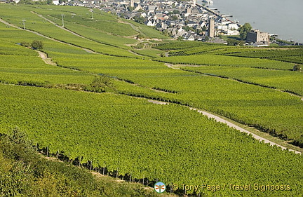 [Rudesheim - Rhine River Cruise - Germany]