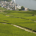 [Rudesheim - Rhine River Cruise - Germany]