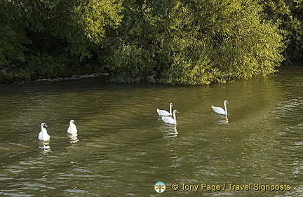 [Rudesheim - Rhine River Cruise - Germany]