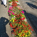 Summer blooms in Traben
