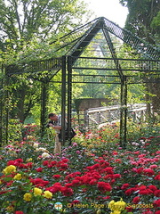 Tony in the Wertheim Town Hall rose garden