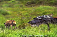 Ring of Kerry - Ireland