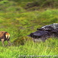 Ring of Kerry - Ireland (1705 visits) Tony spots a fox Ring of Kerry - Ireland