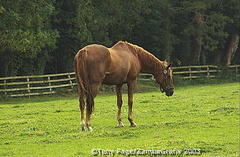 irish_national_stud_DSC0393.jpg